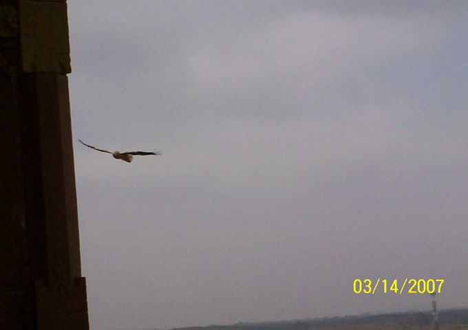 インドベナレスコーディネート