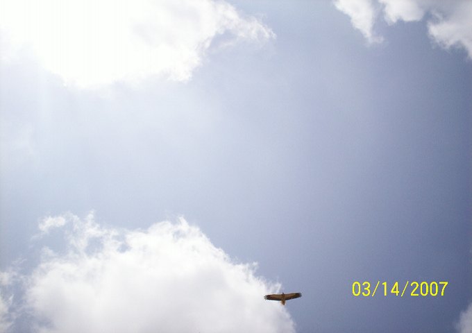 インド日本語コーディネート